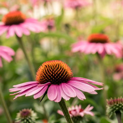 kan-jang-echinacea_500x500.png